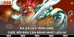 Đá Gà Cựa Tròn U888 – Cuộc Đối Đầu Cân Bằng Nhất Lịch Sử